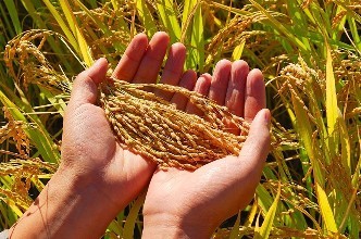 糧食真菌毒素