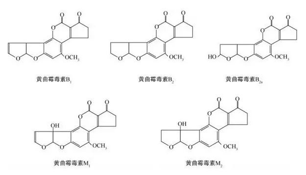 黃曲霉毒素