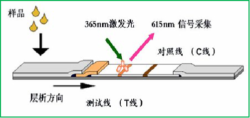 熒光定量檢測技術(shù)