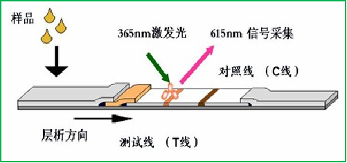 真菌毒素檢測(cè)原理